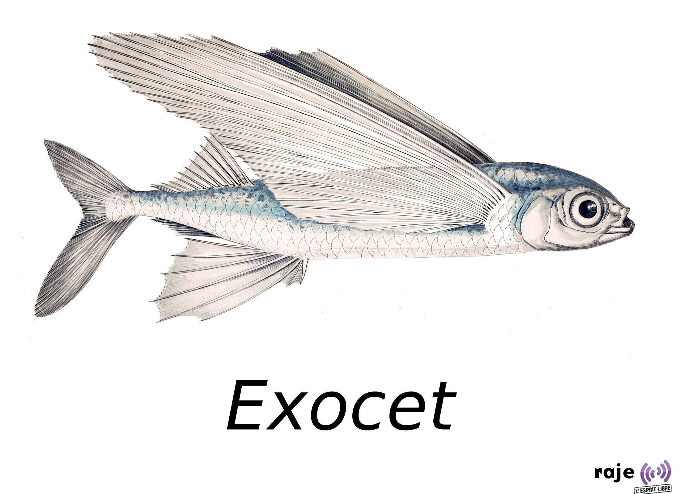 Logo Exocet